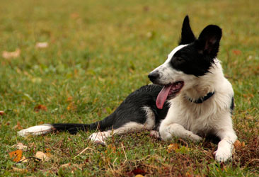 Hundebetreuung Friedrichshain 1
